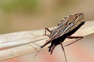 Anvisa libera remédio para tratar Chagas em crianças