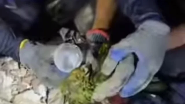 Papagaio é resgatado vivo após terremoto em La Guaira
