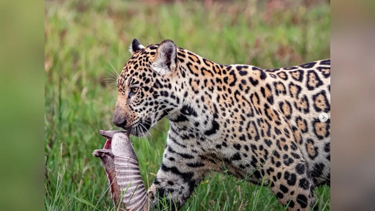 Filhote de onça-pintada caça tatu no Pantanal