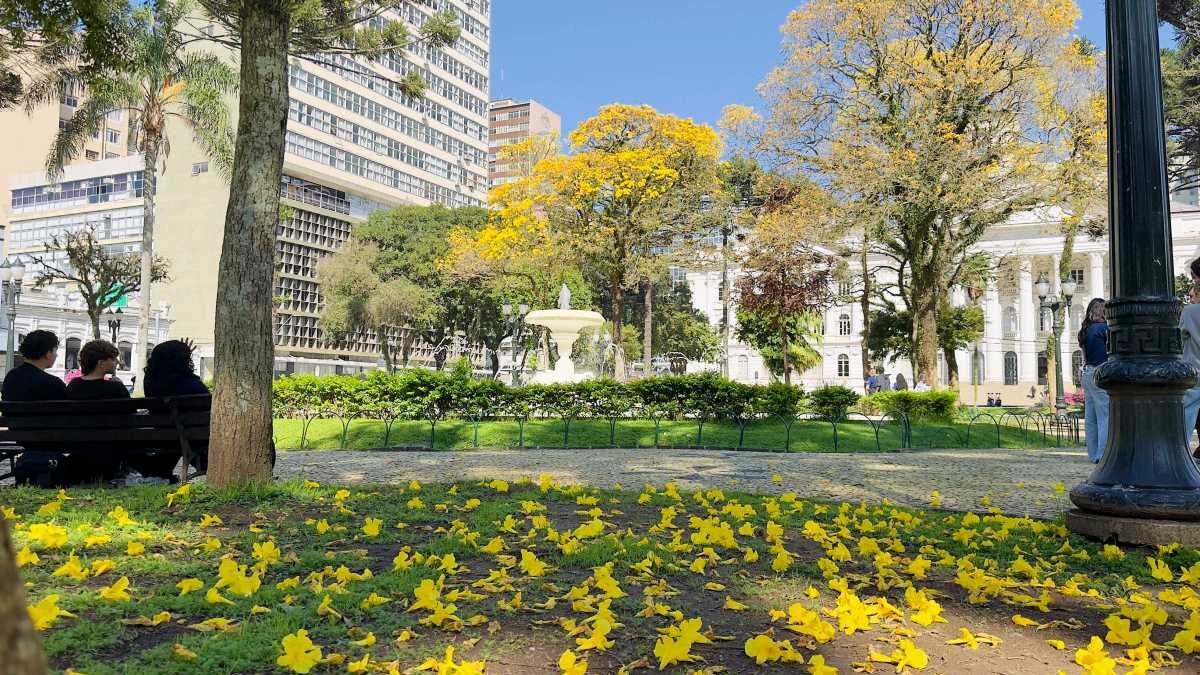 Ipês-amarelos transformam ruas de Curitiba em um espetáculo dourado