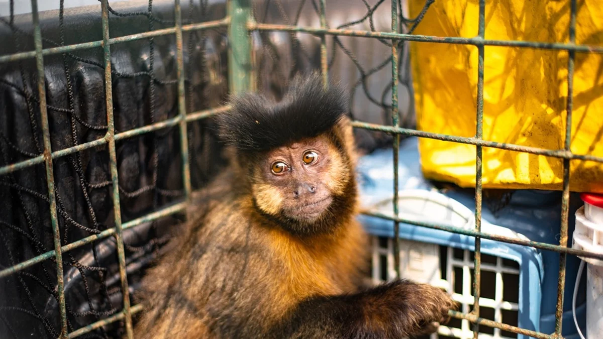 Animais recuperados voltam ao Parque da Tijuca