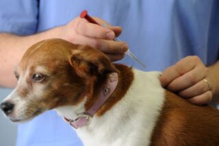 Vacinação gratuita para cães e gatos terá 8 mil vagas em Curitiba