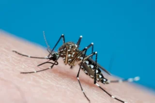 Mosquito Aedes aegypti se reproduz pela primeira vez no Reino Unido