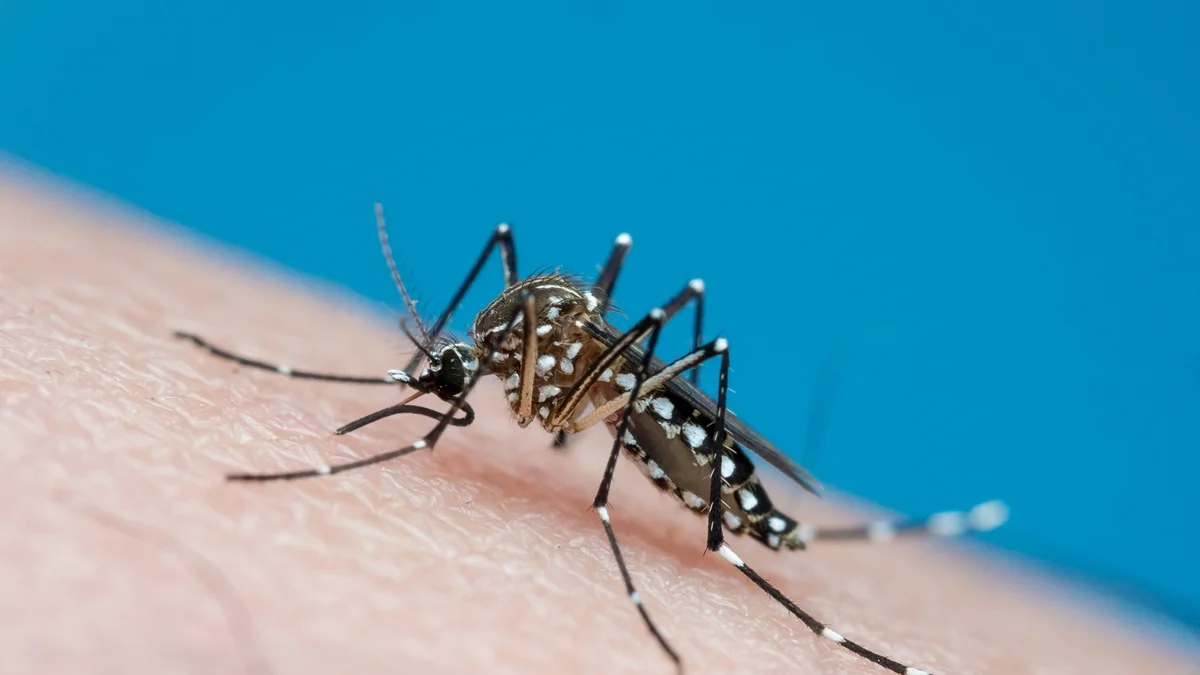 Mosquito Aedes aegypti se reproduz pela primeira vez no Reino Unido